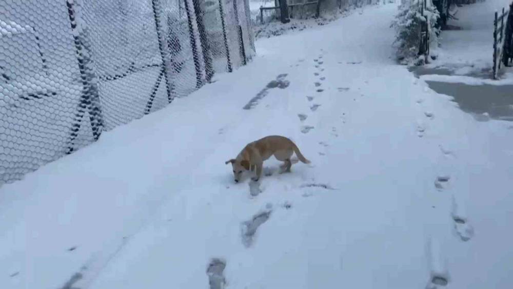 Zonguldak’ın yüksek kesimlerinde kar yağışı
