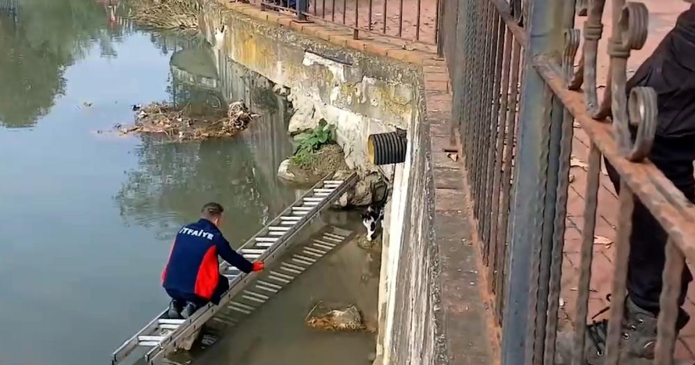 Çaya düşen kedinin yardım çağrısına itfaiye yetişti