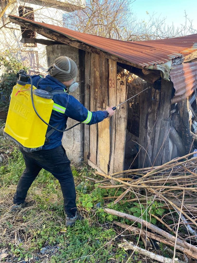 Kahverengi Kokarca ile Mücadele Çalışmaları Devam Ediyor